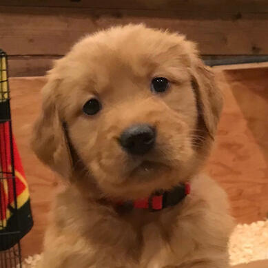 Golden Puppies PDX